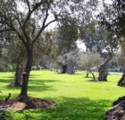 EL Bosque EL Olivar