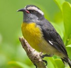 Coereba Flaveola