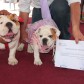 PetValentin_4556